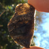 Darwinite Darwin Glass Tektite 8.5 grams-Moldavite Life