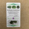 Besednice Moldavite 1.0 gram