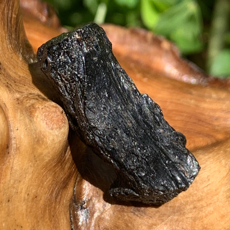 Irgizite Tektite-Moldavite Life