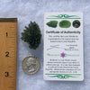 Besednice Moldavite Genuine Certified 9.11 grams