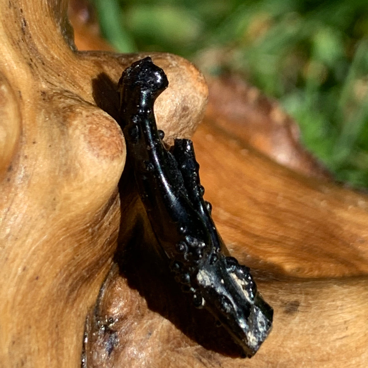 Irgizite Tektite-Moldavite Life