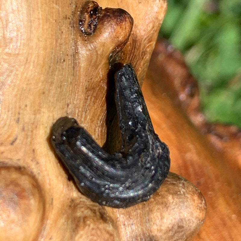 Irgizite Tektite-Moldavite Life