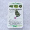 Small Besednice Moldavite Genuine Certified 1.2 grams