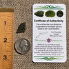 Moldavite 0.9 grams #1623-Moldavite Life