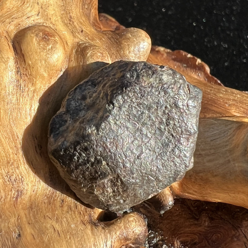 NWA 869 Meteorite Chondrite 6.7 grams-Moldavite Life