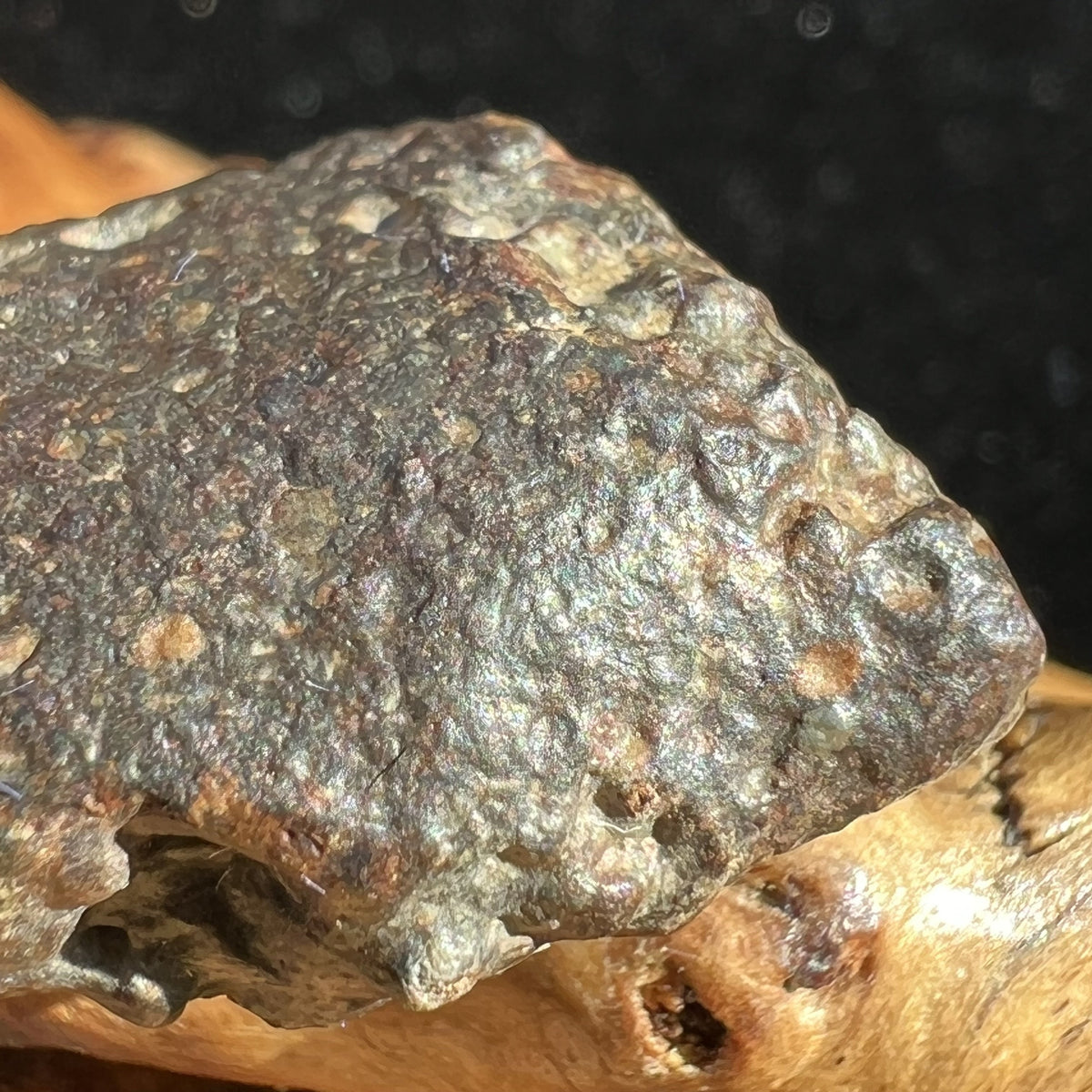 NWA 869 Meteorite Chondrite 8.1 grams-Moldavite Life