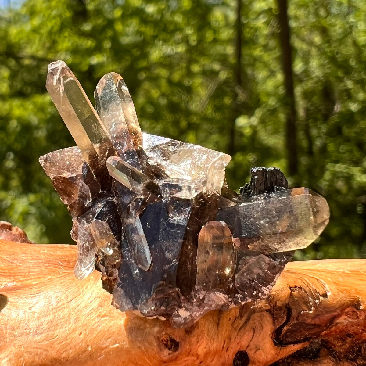 Natural Citrine Smoky Phantom Crystal #61-Moldavite Life