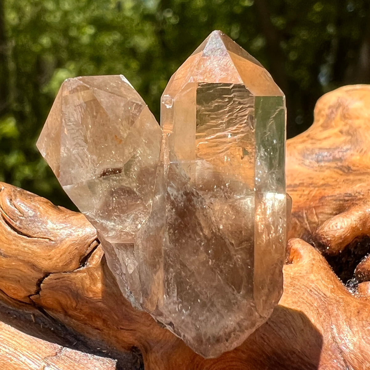 Natural Citrine Smoky Phantom Crystal Cluster #23-Moldavite Life