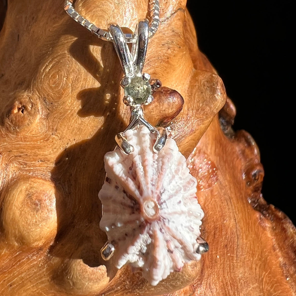 Shell & Moldavite Pendant Sterling Silver Natural Seashell #3480-Moldavite Life