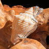 Shell Pendant Sterling Silver Natural Seashell #3463-Moldavite Life