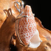 Shell Pendant Sterling Silver Natural Seashell #3466-Moldavite Life