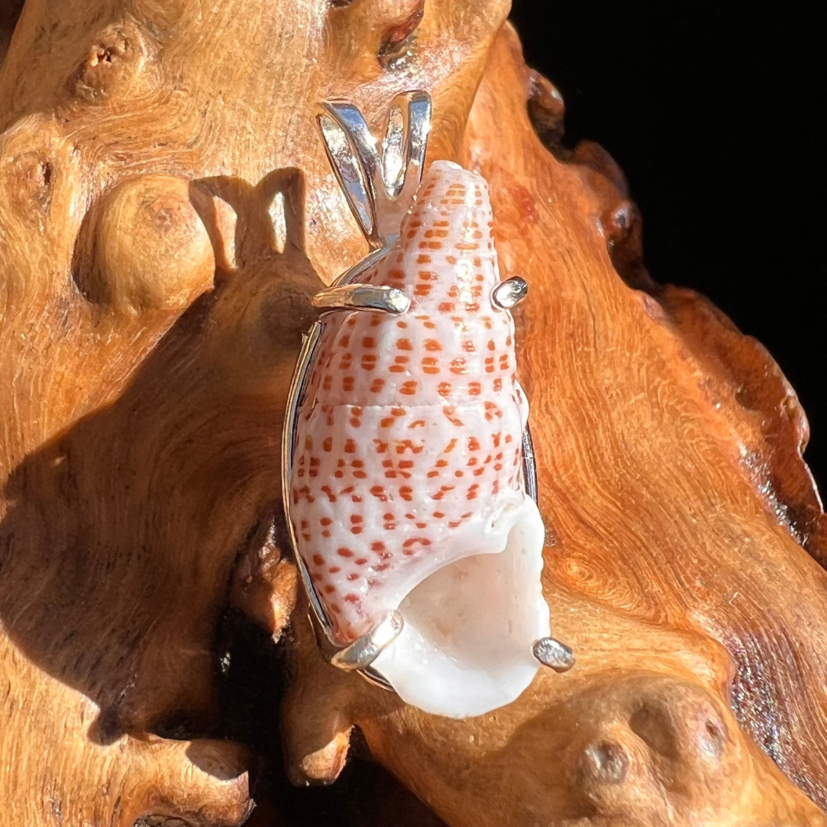 Shell Pendant Sterling Silver Natural Seashell #3466-Moldavite Life