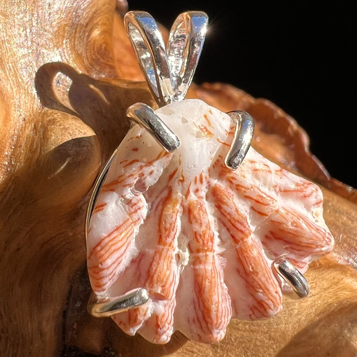 Shell Pendant Sterling Silver Natural Seashell #3467-Moldavite Life