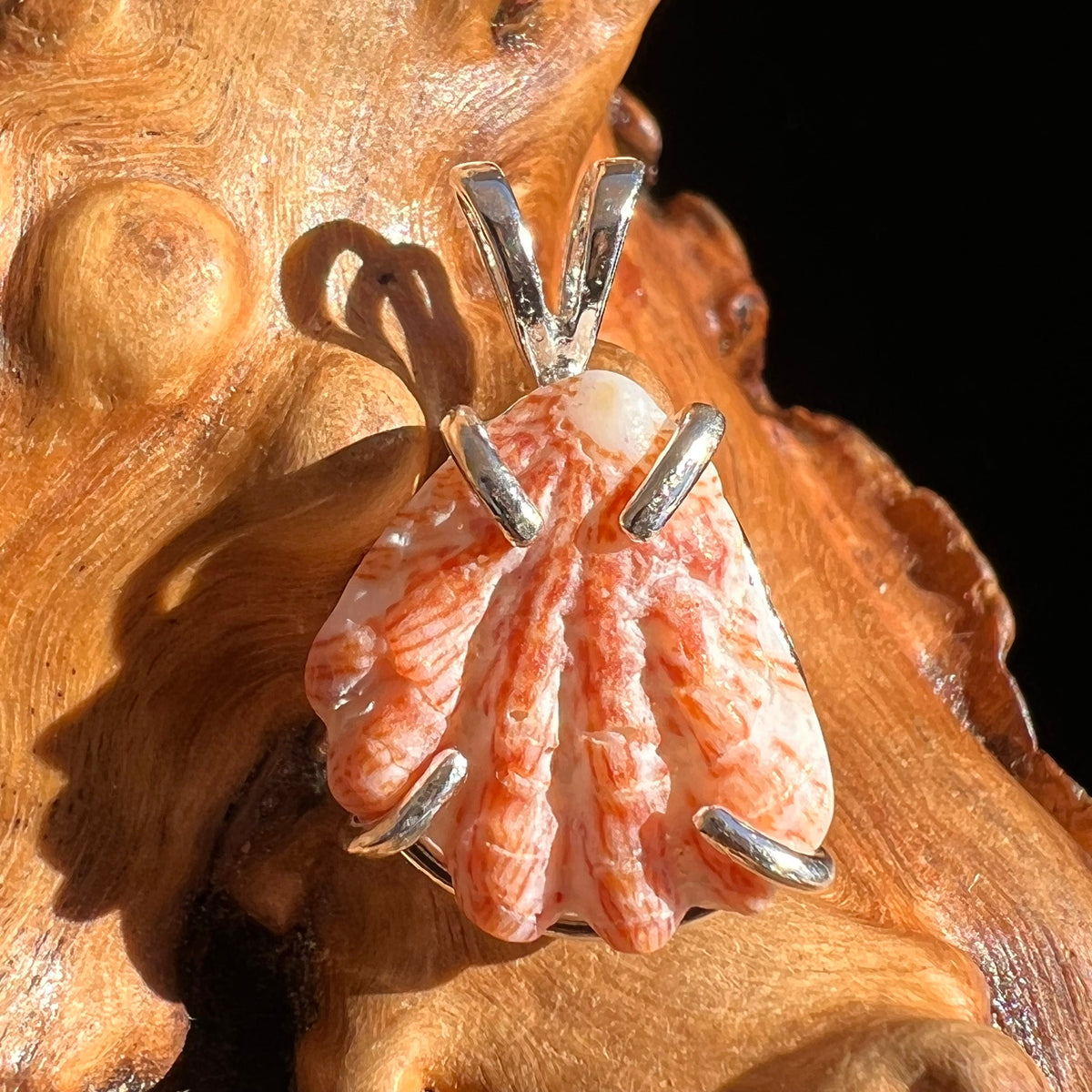 Shell Pendant Sterling Silver Natural Seashell #3468-Moldavite Life