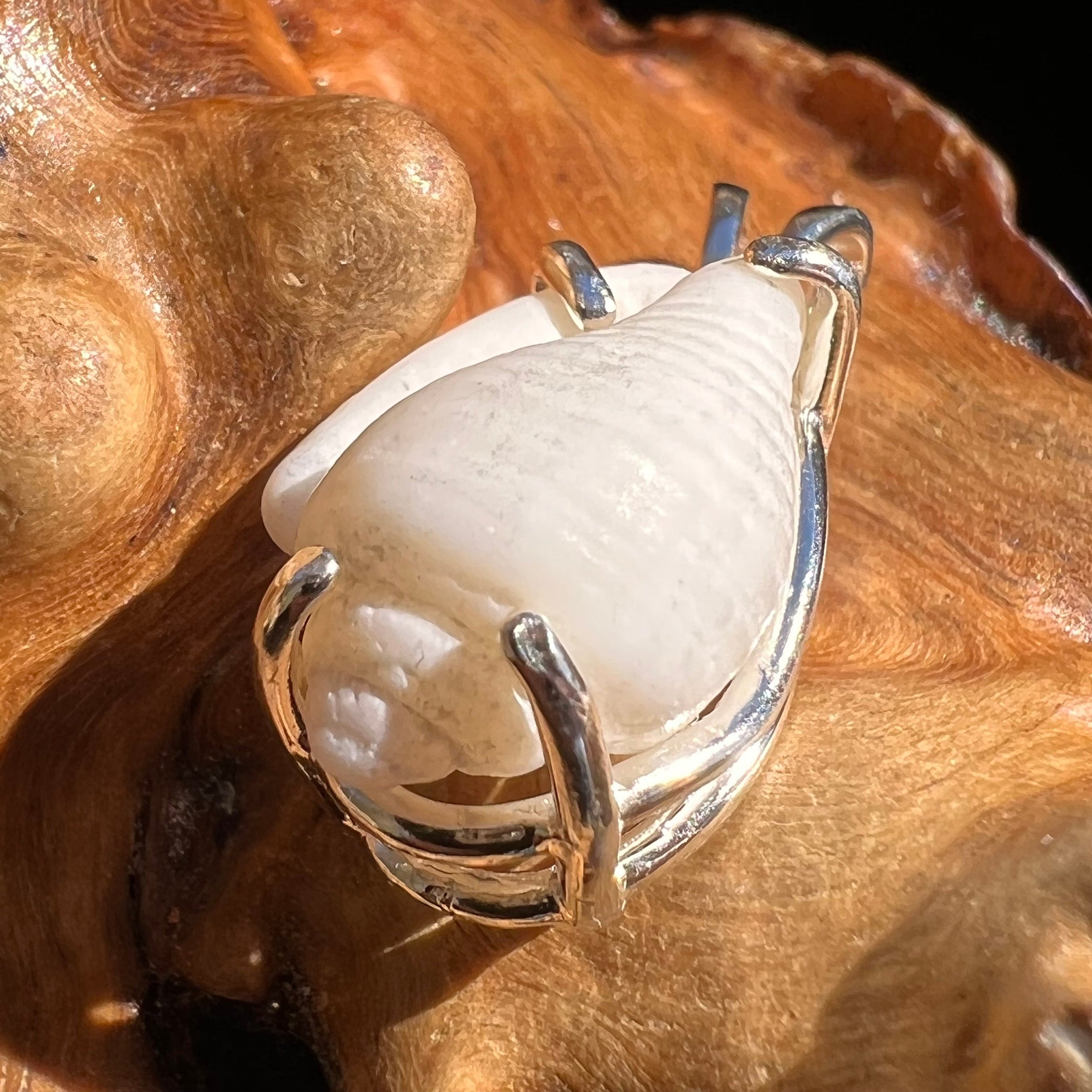 Shell Pendant Sterling Silver Natural Seashell #3471-Moldavite Life