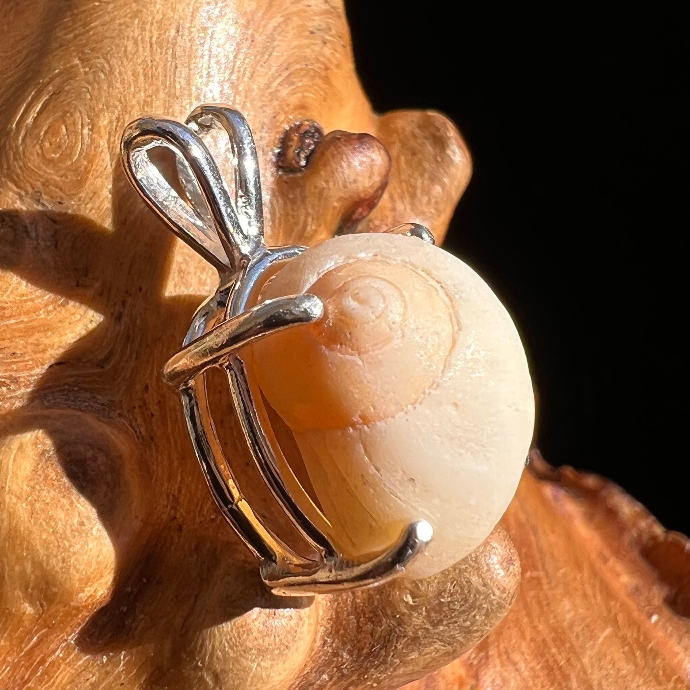Shell Pendant Sterling Silver Natural Seashell #3474-Moldavite Life