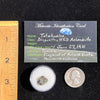 Tatahouine Meteorite 1 gram #51-Moldavite Life