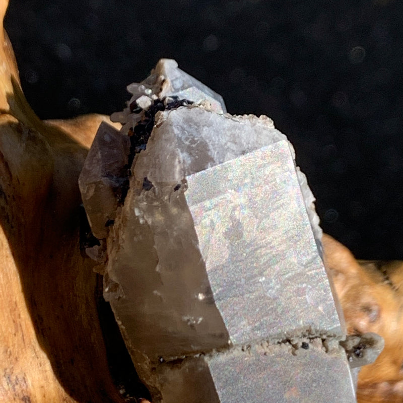 close up view of medium and tiny brookite crystals on a triple pointed smokey quartz with an iridescent sheen sitting on driftwood for display