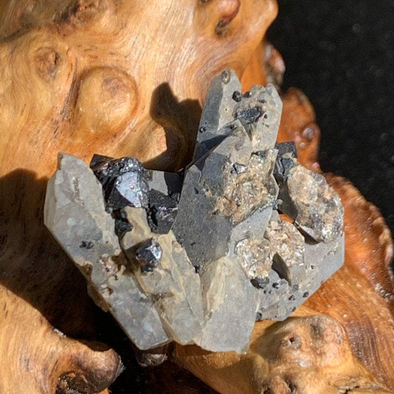 big and small brookite crystals on a smokey quartz point cluster sitting on driftwood for display