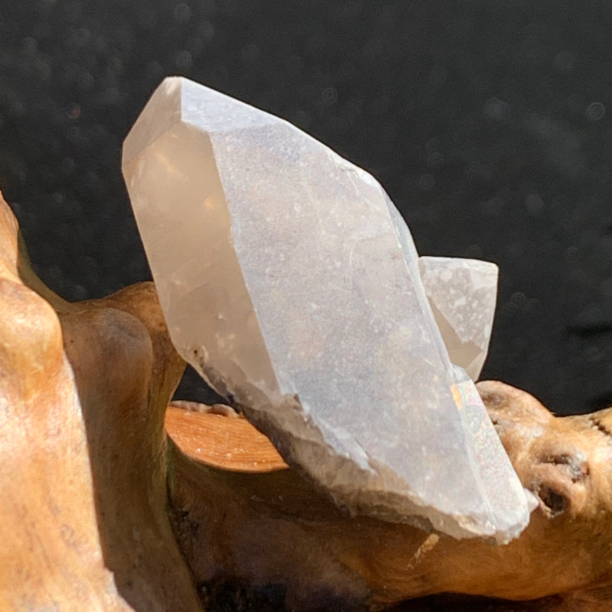 smokey quartz point cluster with brookite crystals on it sitting on driftwood for display