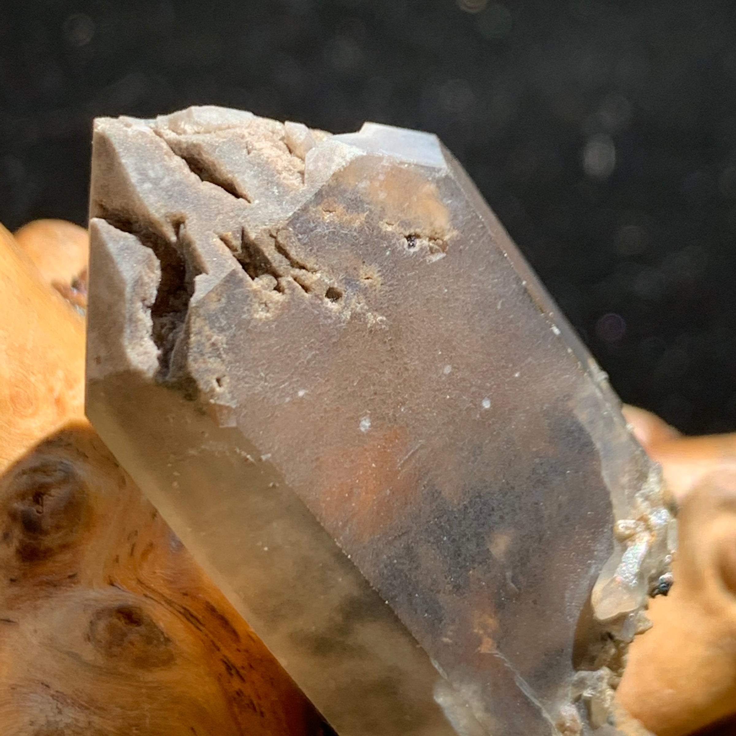close up view of the terminated smokey quartz point with brookite crystals on it sitting on driftwood for display