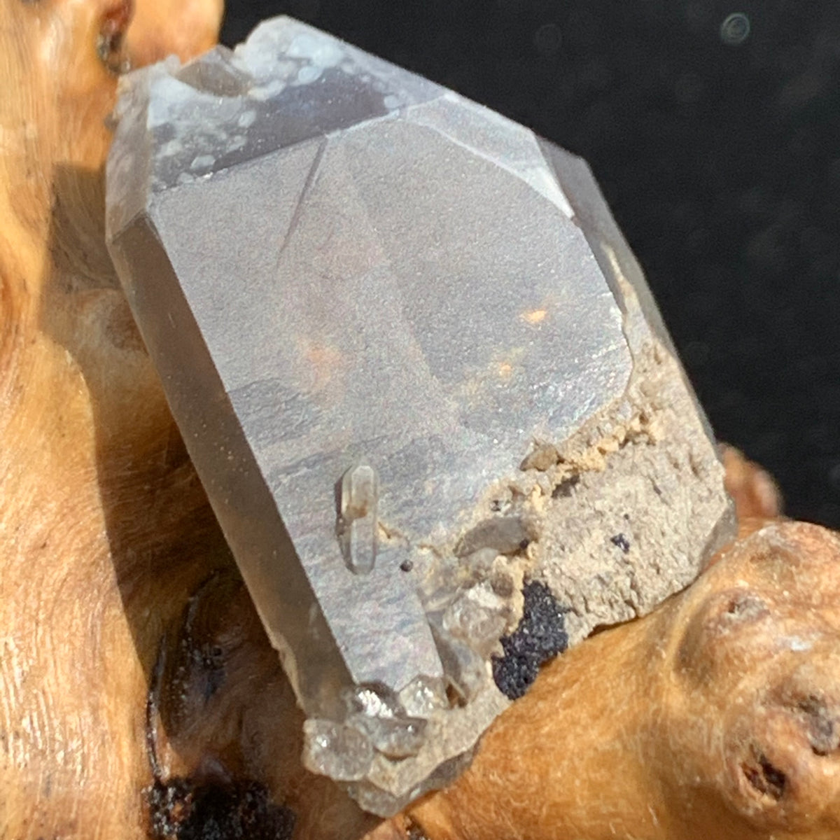 tiny brookite crystals on a smokey quartz point sitting on driftwood for display