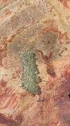 Angel Chime Moldavite Genuine Certified 0.8 Grams