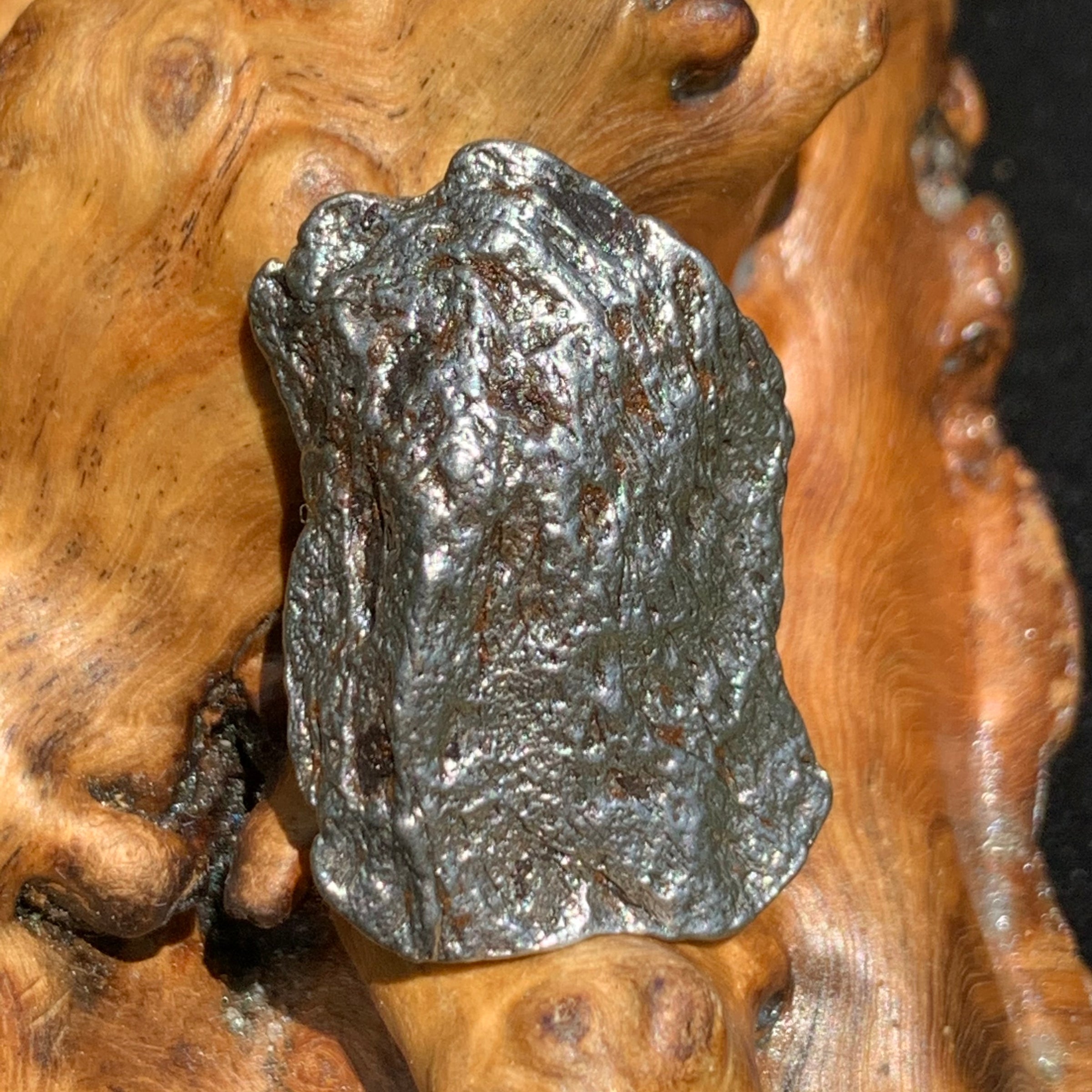 silver campo del cielo meteorite sitting on driftwood for display