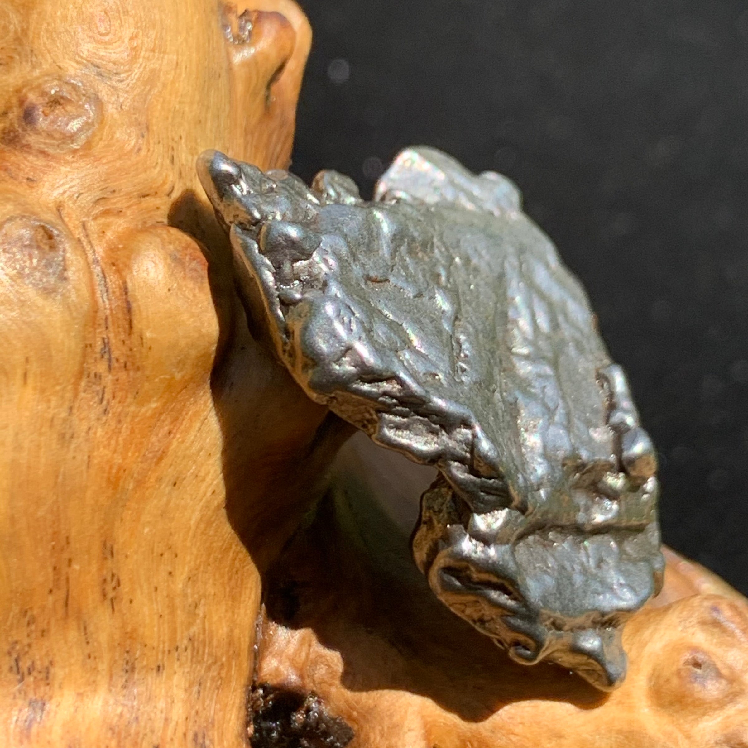 silver campo del cielo meteorite sitting on driftwood for display