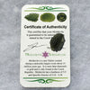 Genuine Moldavite 1.6 grams-Moldavite Life