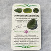 Genuine Moldavite 1.6 grams-Moldavite Life