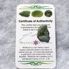 Genuine Moldavite 1.6 grams-Moldavite Life