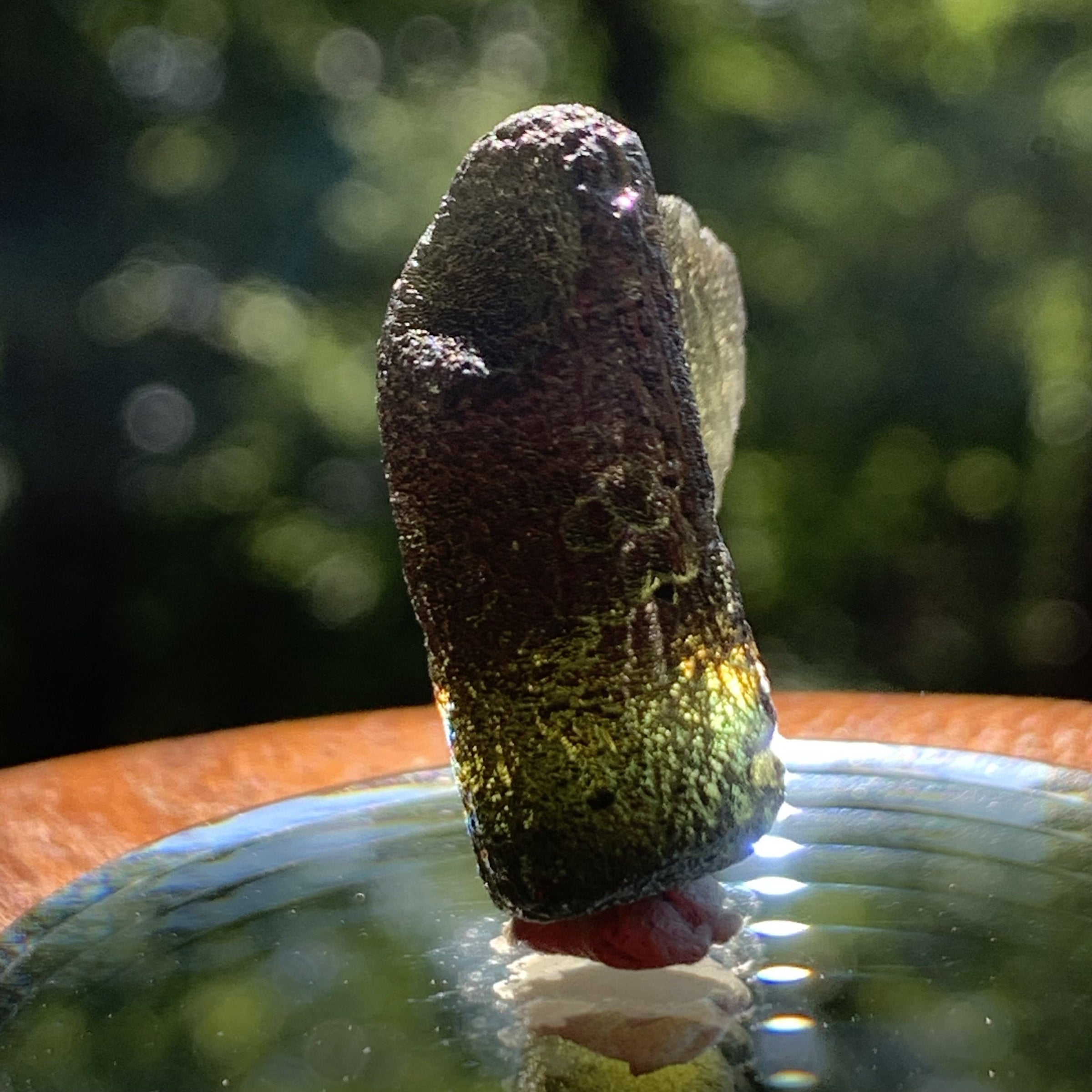 Moldavite 8 grams #1100