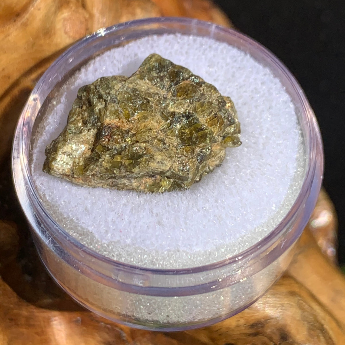 NWA 7831 meteorite in gem jar sitting on driftwood for display