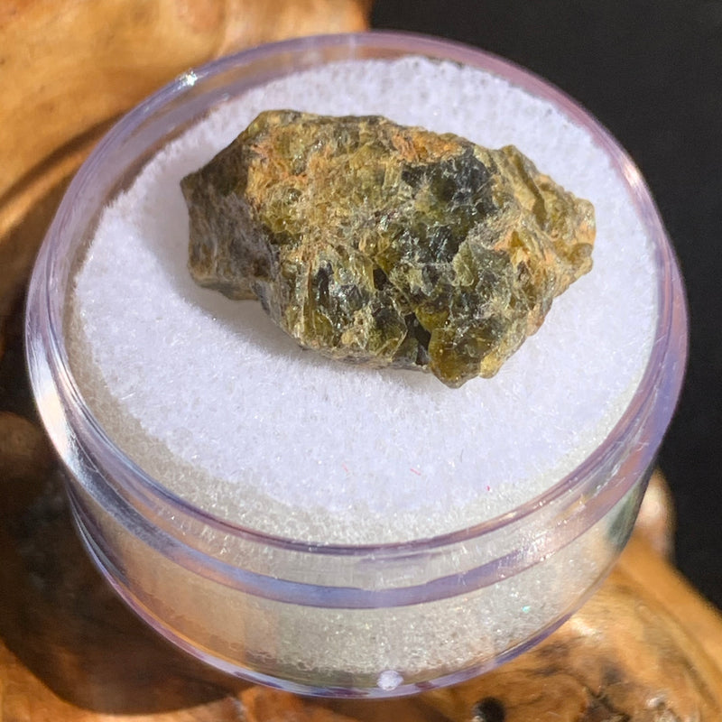 NWA 7831 meteorite in gem jar sitting on driftwood for display
