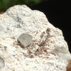 Phenacite Crystals in Matrix 8-Moldavite Life