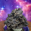 Prophecy Stone 86.9 grams-Moldavite Life