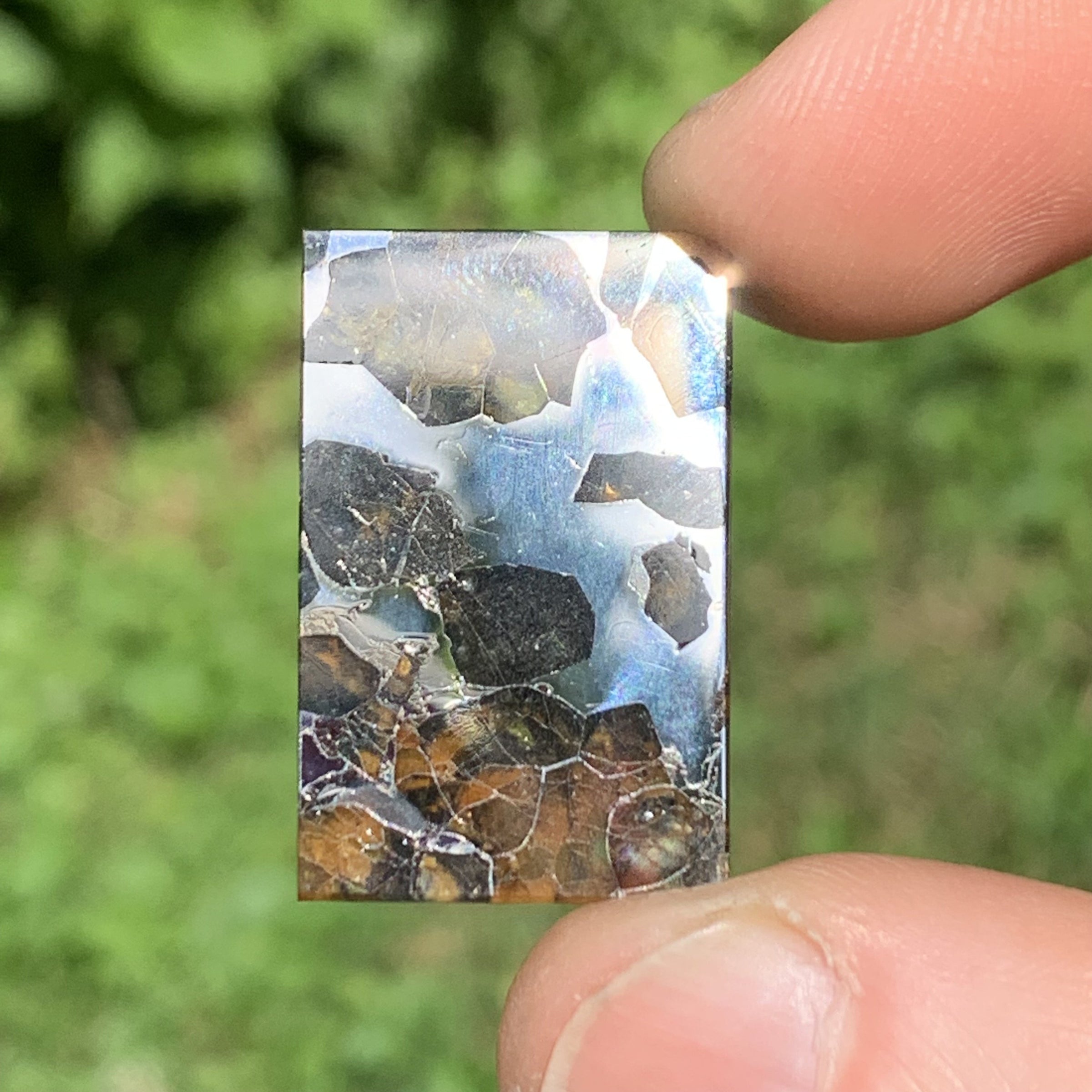 Sericho Pallasite Meteorite #1
