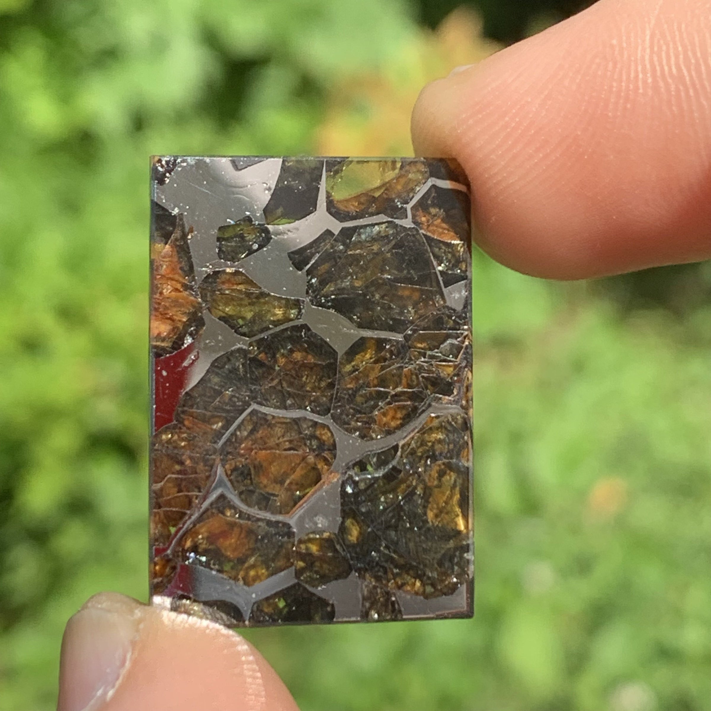 Sericho Pallasite Meteorite #8
