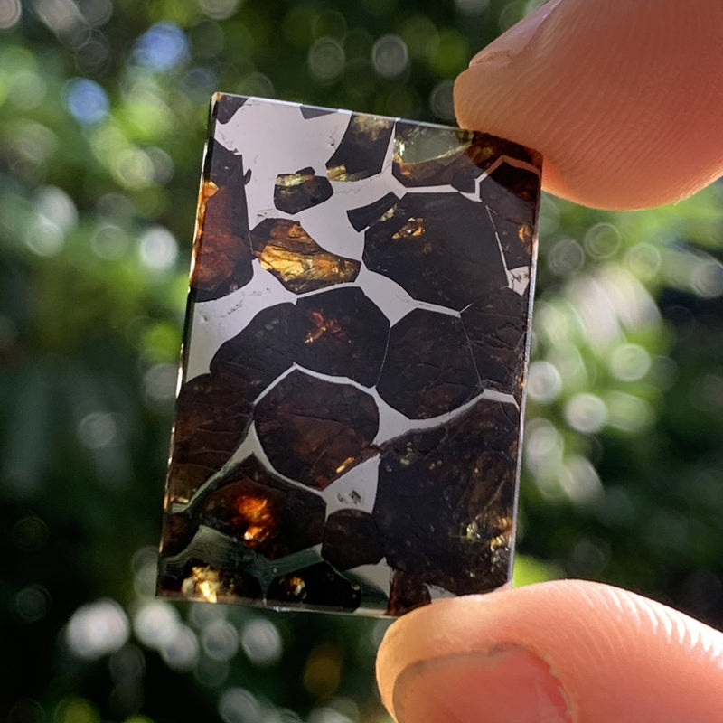 Sericho Pallasite Meteorite #8