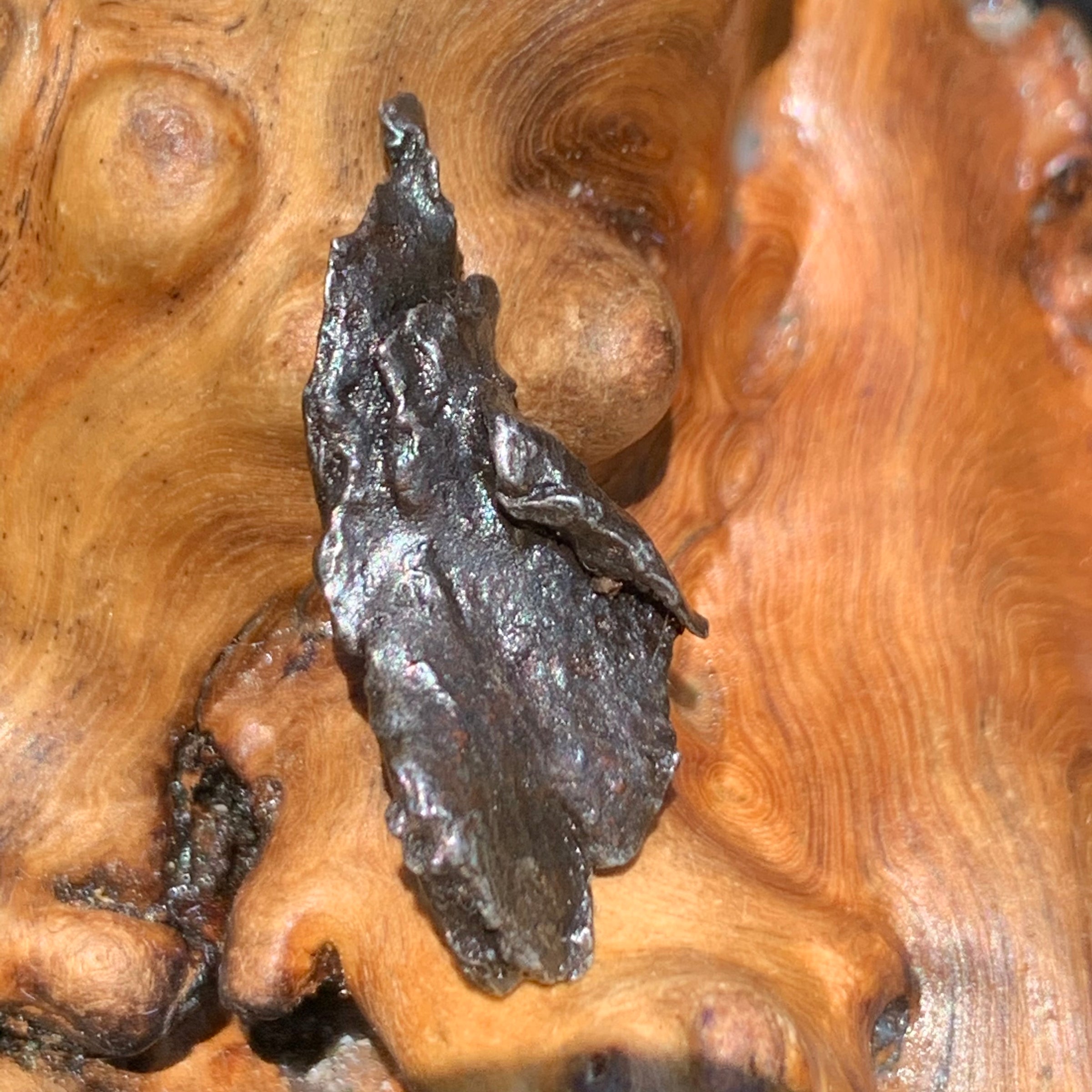 silver sikhote alin meteorite sitting on driftwood for display