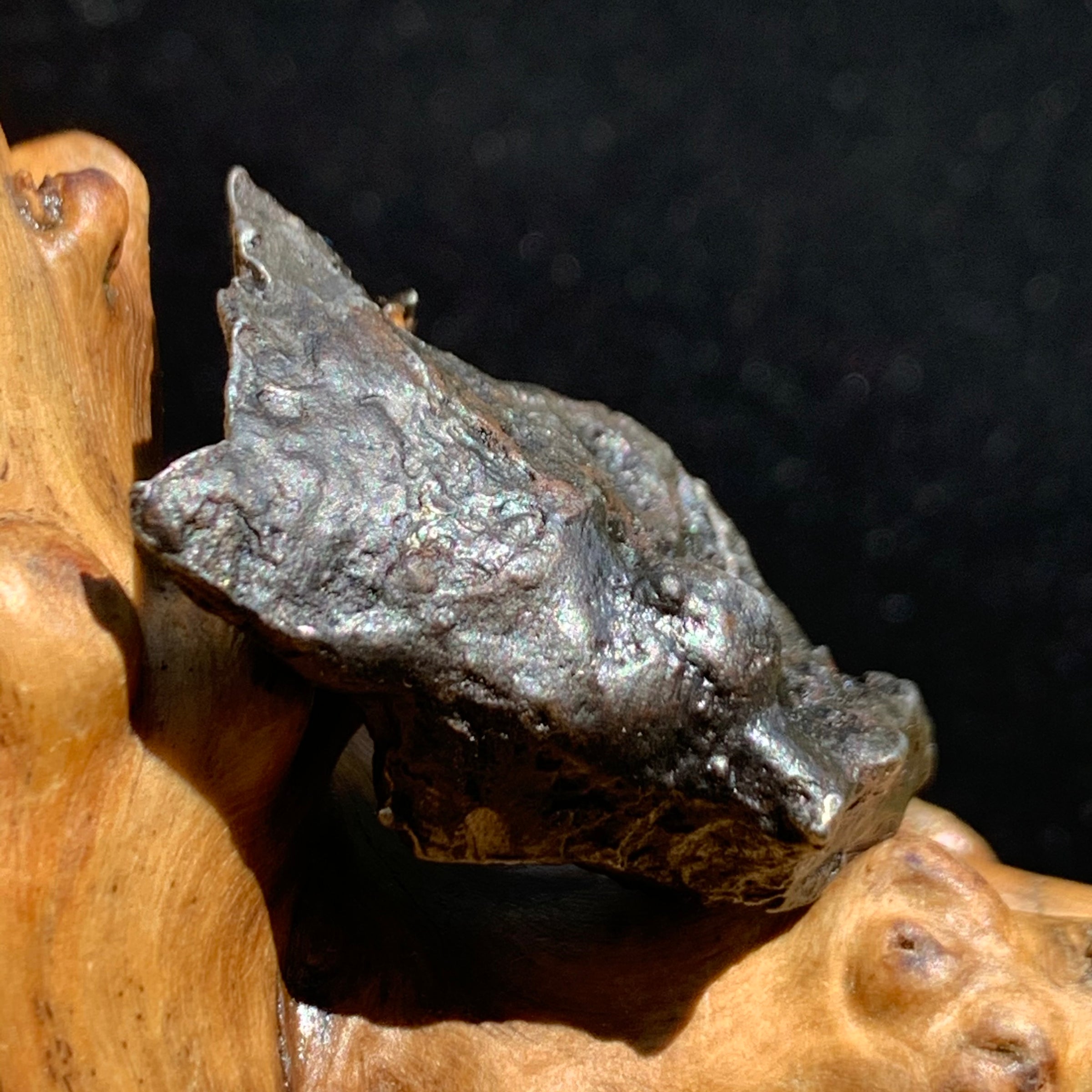 silver sikhote alin meteorite sitting on driftwood for display