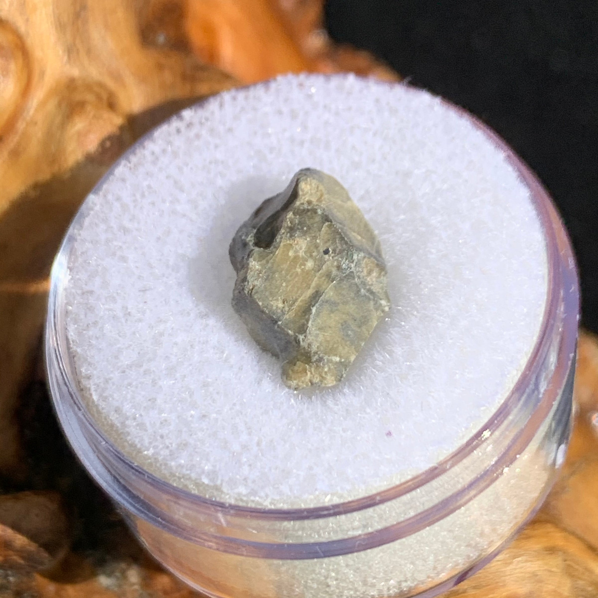 tatahouine meteorite in gem jar sitting on driftwood for display