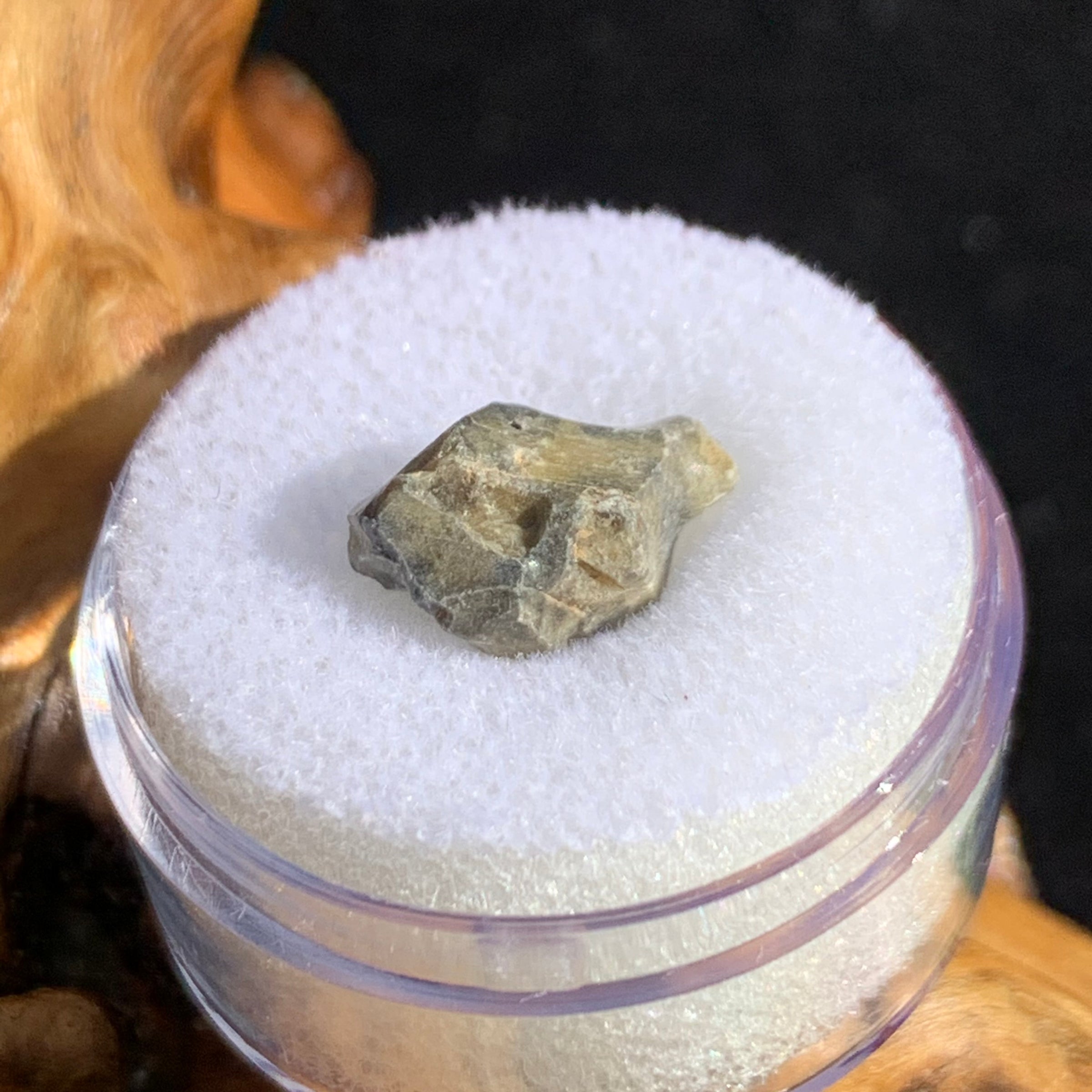 tatahouine meteorite in gem jar sitting on driftwood for display