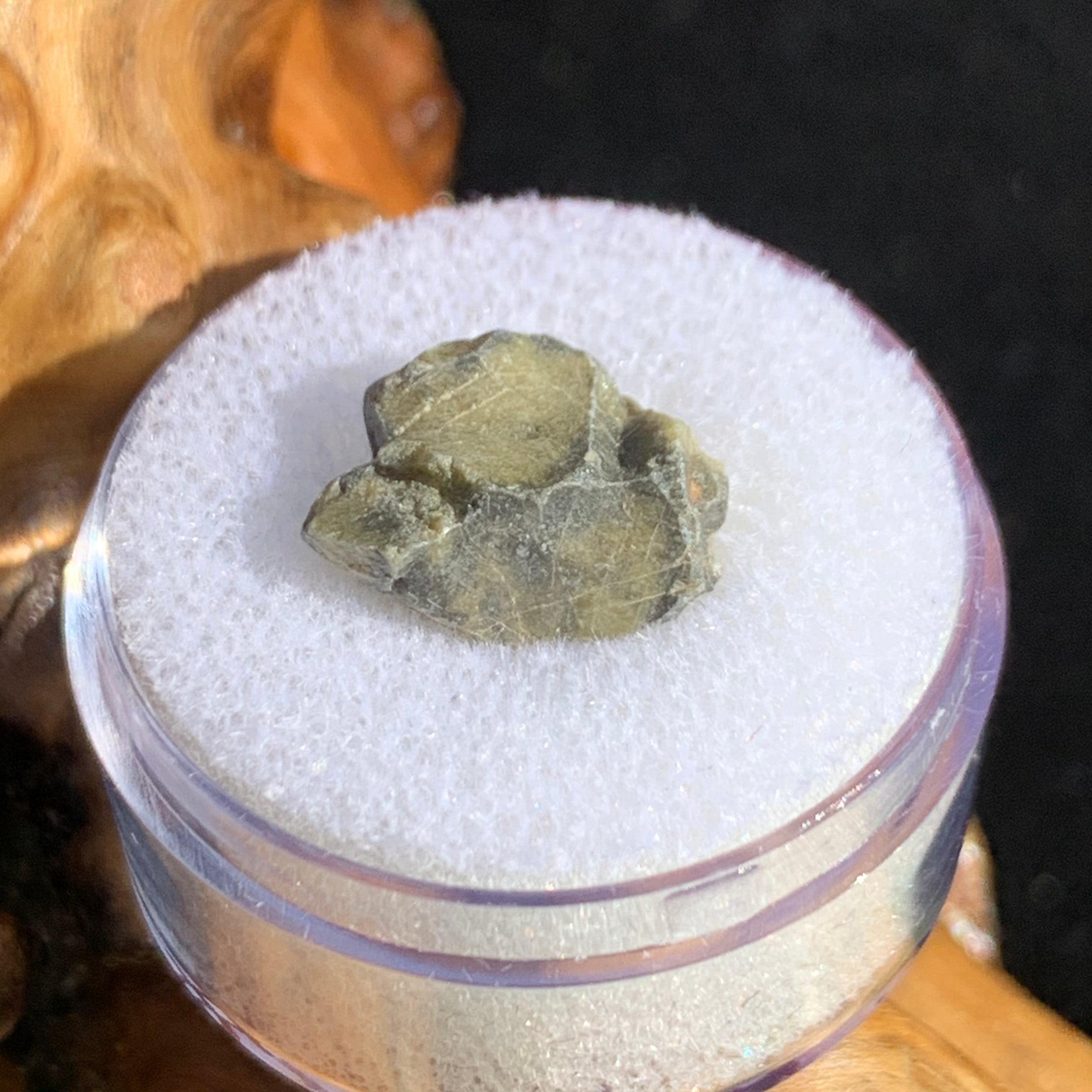 tatahouine meteorite in gem jar sitting on driftwood for display