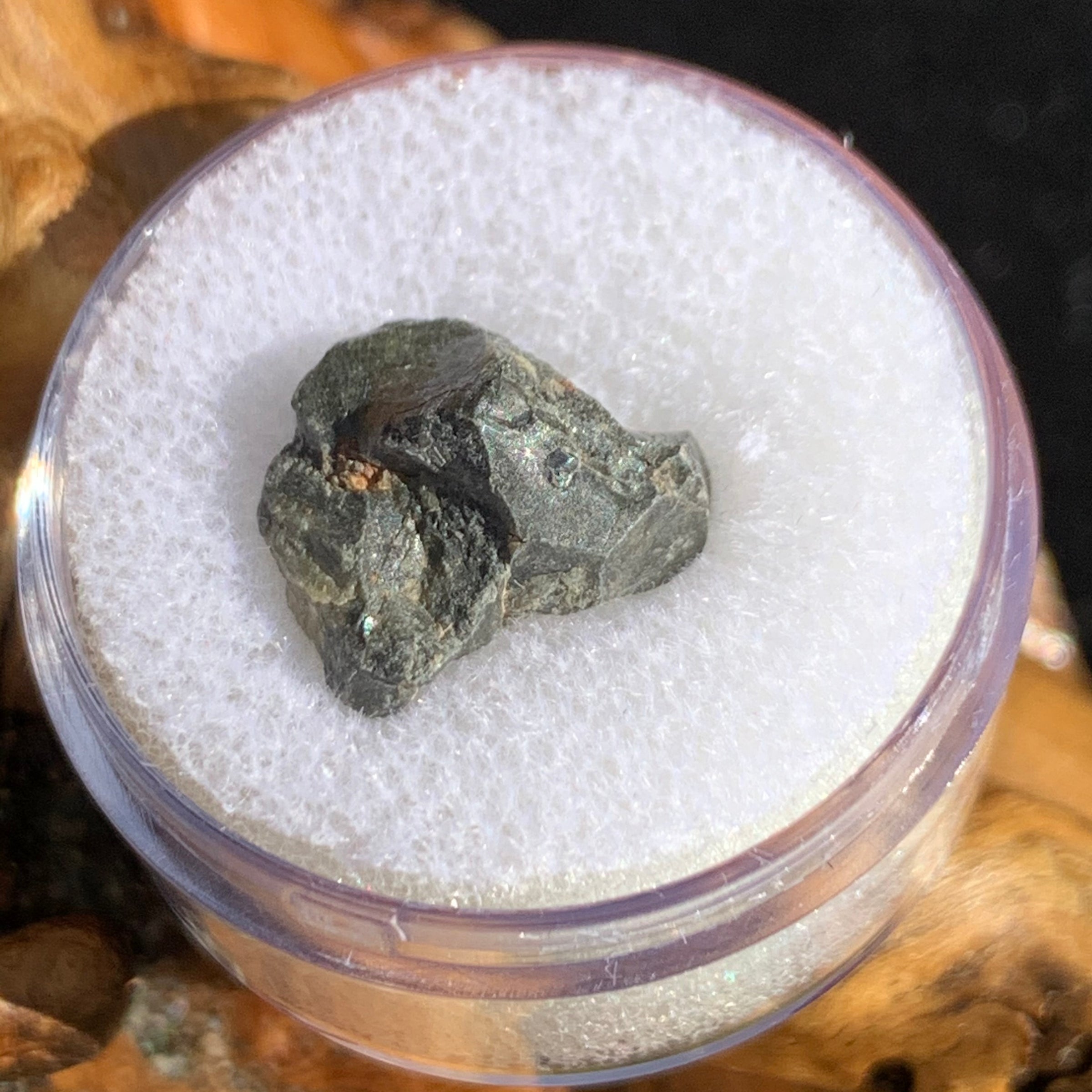 tatahouine meteorite in gem jar sitting on driftwood for display