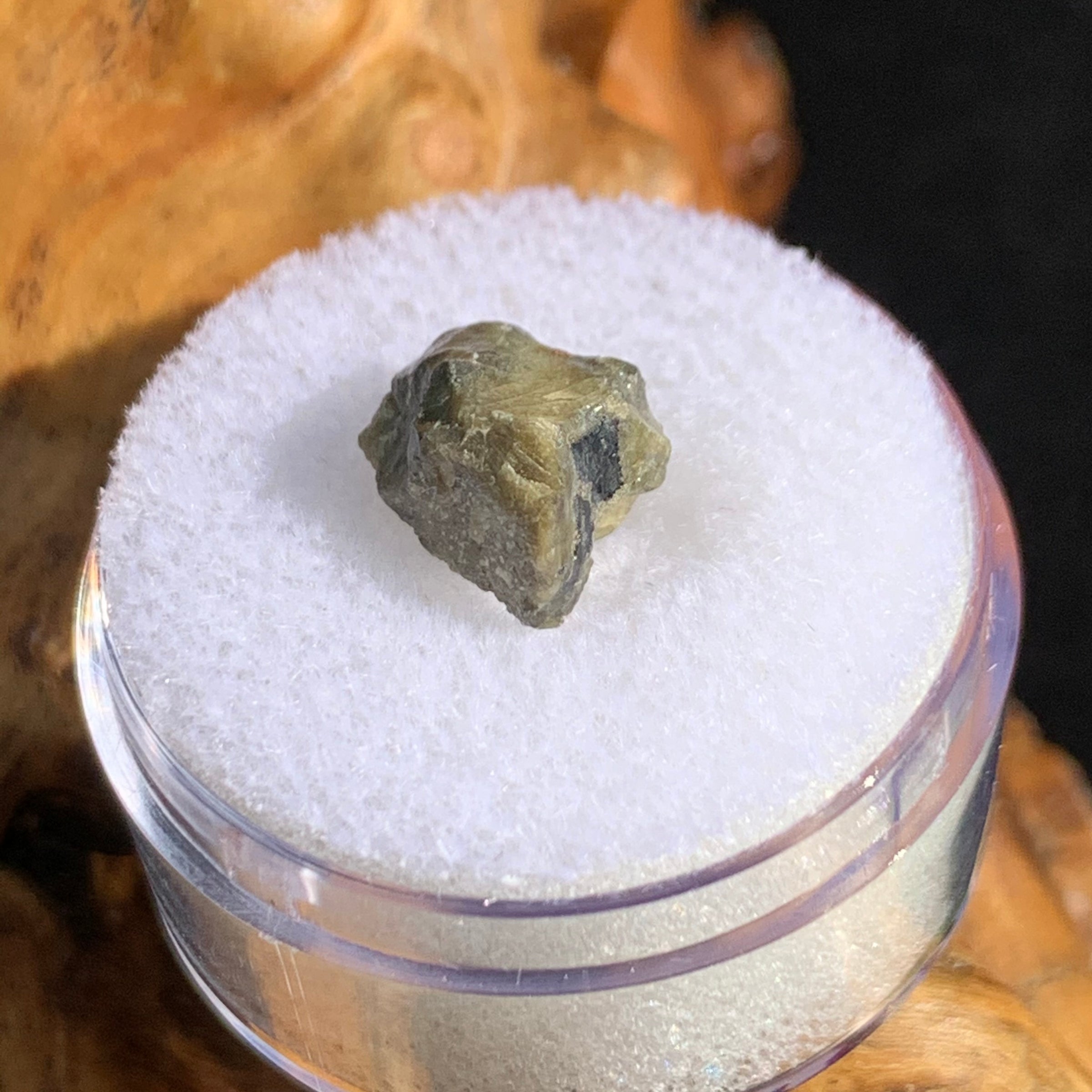 tatahouine meteorite in gem jar sitting on driftwood for display