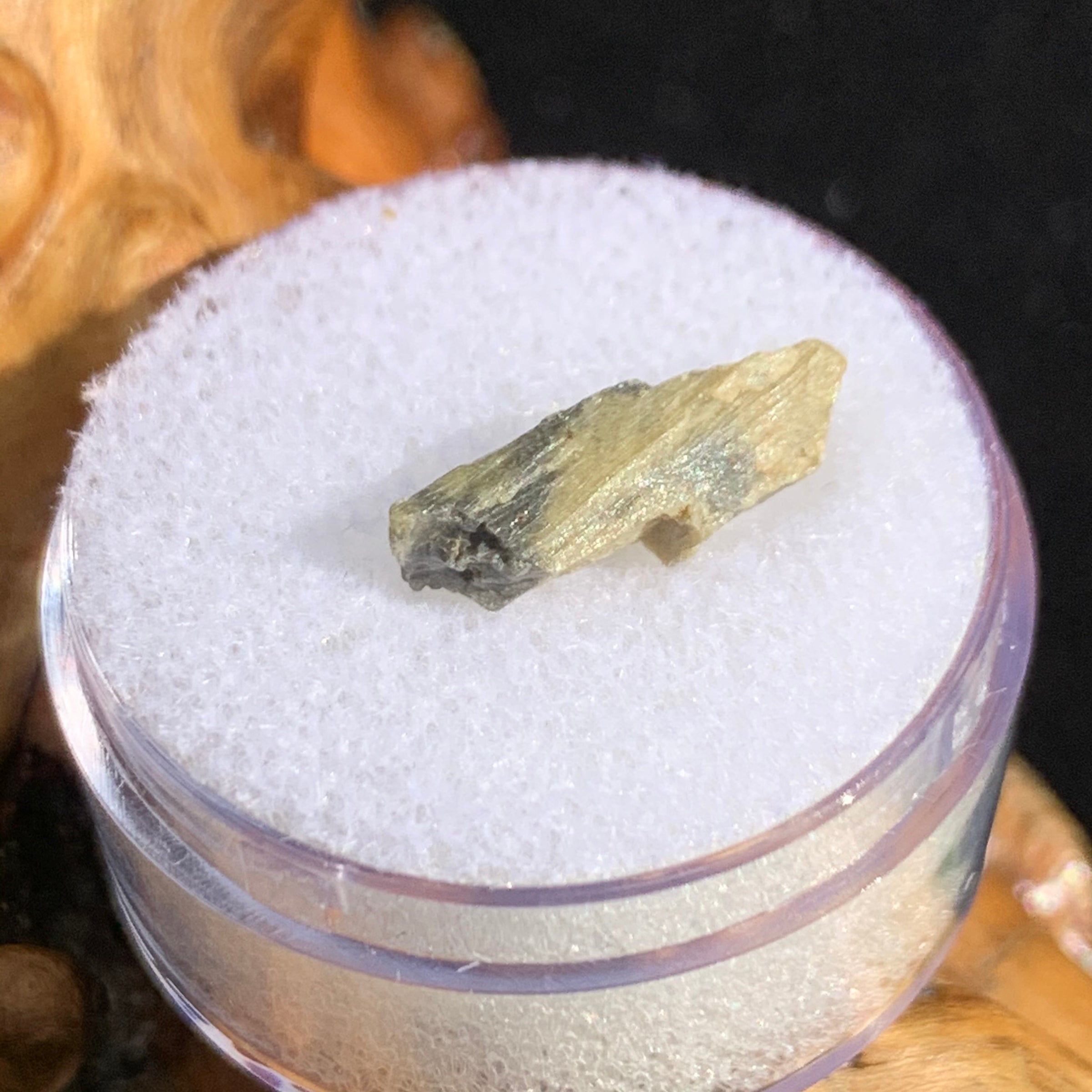 tatahouine meteorite in gem jar sitting on driftwood for display